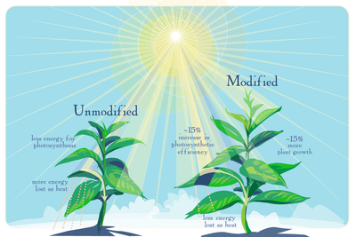 As computer models predicted, genetically modified plants are better able to make use of the limited sunlight available when their leaves go into the shade, researchers report.