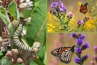 Monarch caterpillars feed exclusively on milkweeds, while adults consume the nectar of milkweeds and many other flowering species.