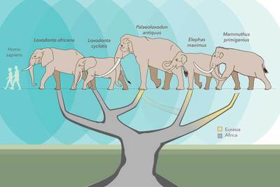 A new study reconfigures the elephant family tree, placing the giant extinct elephant Palaeoloxodon antiquus closer to the African forest elephant, Loxodonta cyclotis, than to the Asian elephant, Elephas maximus, which was once thought to be its closest living relative.