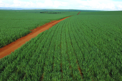 With expansion, the sugarcane-to-ethanol industry in Brazil could reduce global carbon dioxide emissions by as much as 5.6 percent, an international team reports.