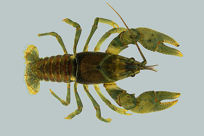 The crayfish Faxonius eupunctus is rare and under consideration for endangered species status.