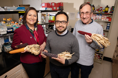 Scientists at the University of Illinois found that compounds in purple corn fight obesity, inflammation and insulin resistance in mouse cells. The team includes, from left, food science professor Elvira Gonzalez de Mejia, postdoctoral researcher Diego Luna-Vital and crop sciences professor John Juvik.