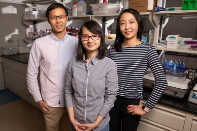 Materials science and engineering professor Qian Chen, center, and graduate students Binbin Luo, left, and Ahyoung Kim find inspiration in biology to help investigate how order emerges from self-assembling building blocks of varying size and shape.