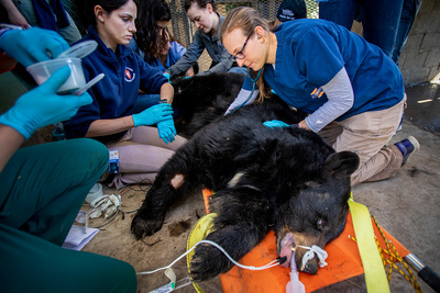 Veterinary medicine students perform general wellness checks on the animals at Wildlife Prairie Park in Peoria County. Zoological resident Lauren Kane helps guide the students as they examine Molly, an American black bear.