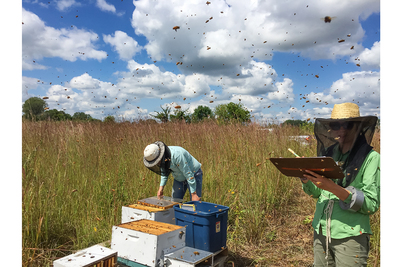 Honey bee hives placed near flowering prairies in late summer and early fall were much healthier than those left near soybean fields after August, the researchers found.