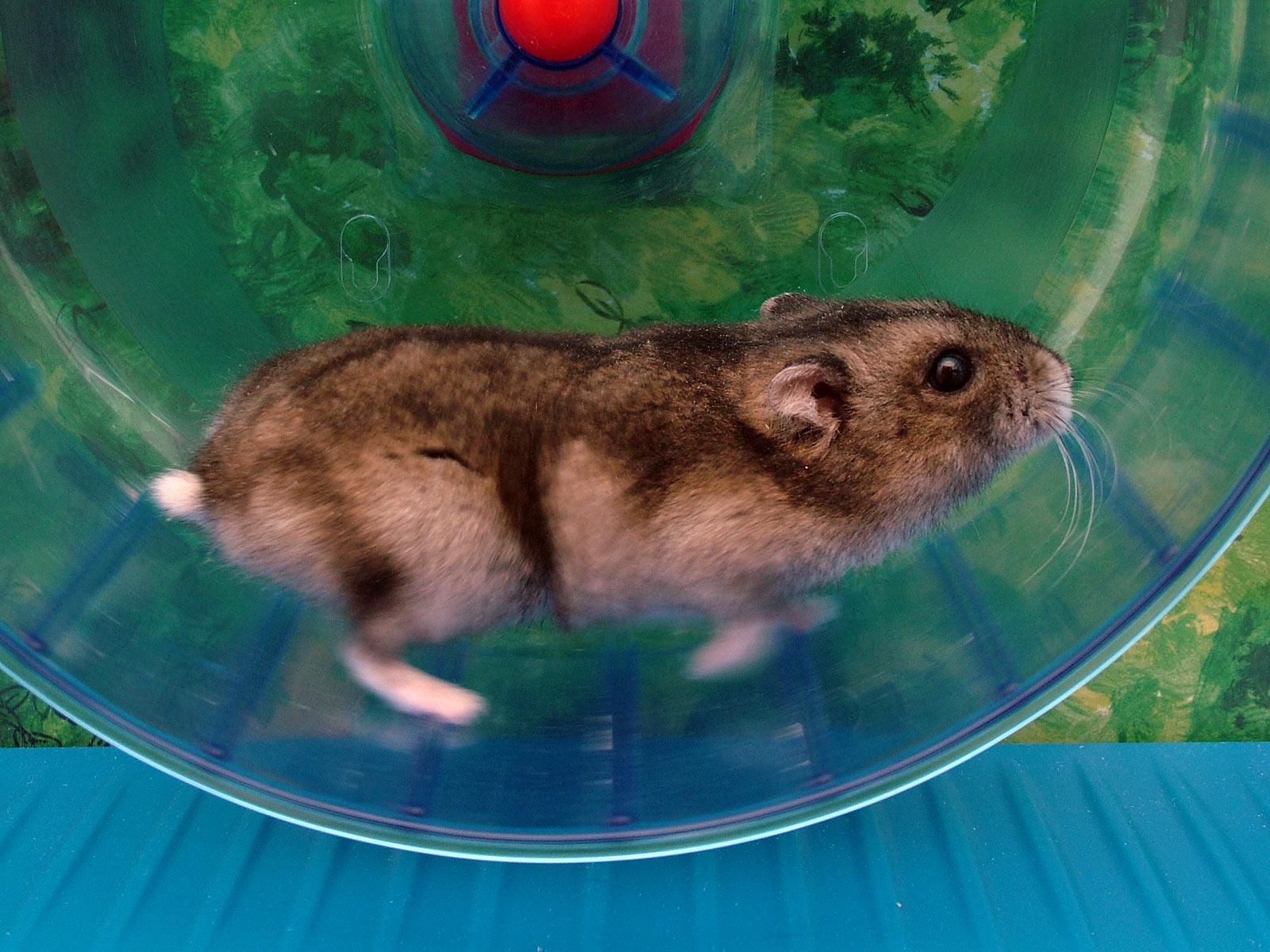 dwarf hamster running on wheel