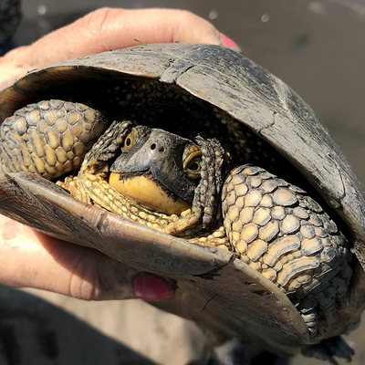 Someone holding a Blanding Turtle