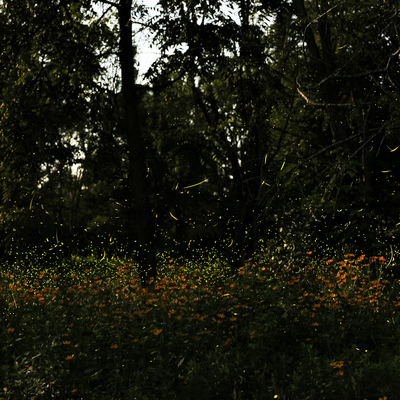 fireflies light up the sky