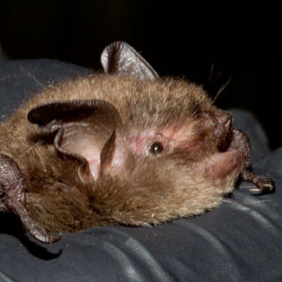 cute cuddly brown bat