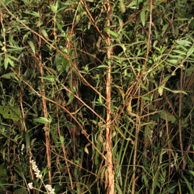 Roundpod primrose-willow (Ludwigia sphaerocarpa). Photo by Paul Marcum