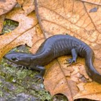 silvery salamander Vermilion County Illinois