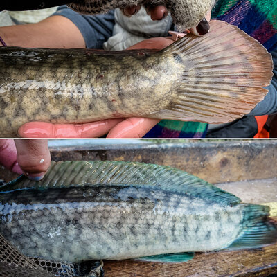side of bowfin showing different coloration