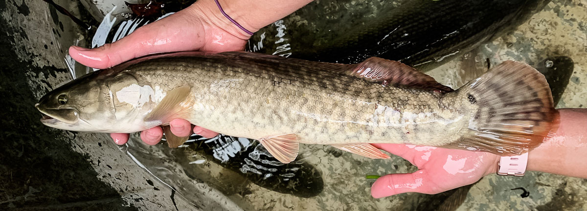 adult bowfin