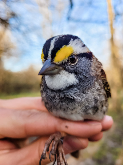 white-throated sparrow