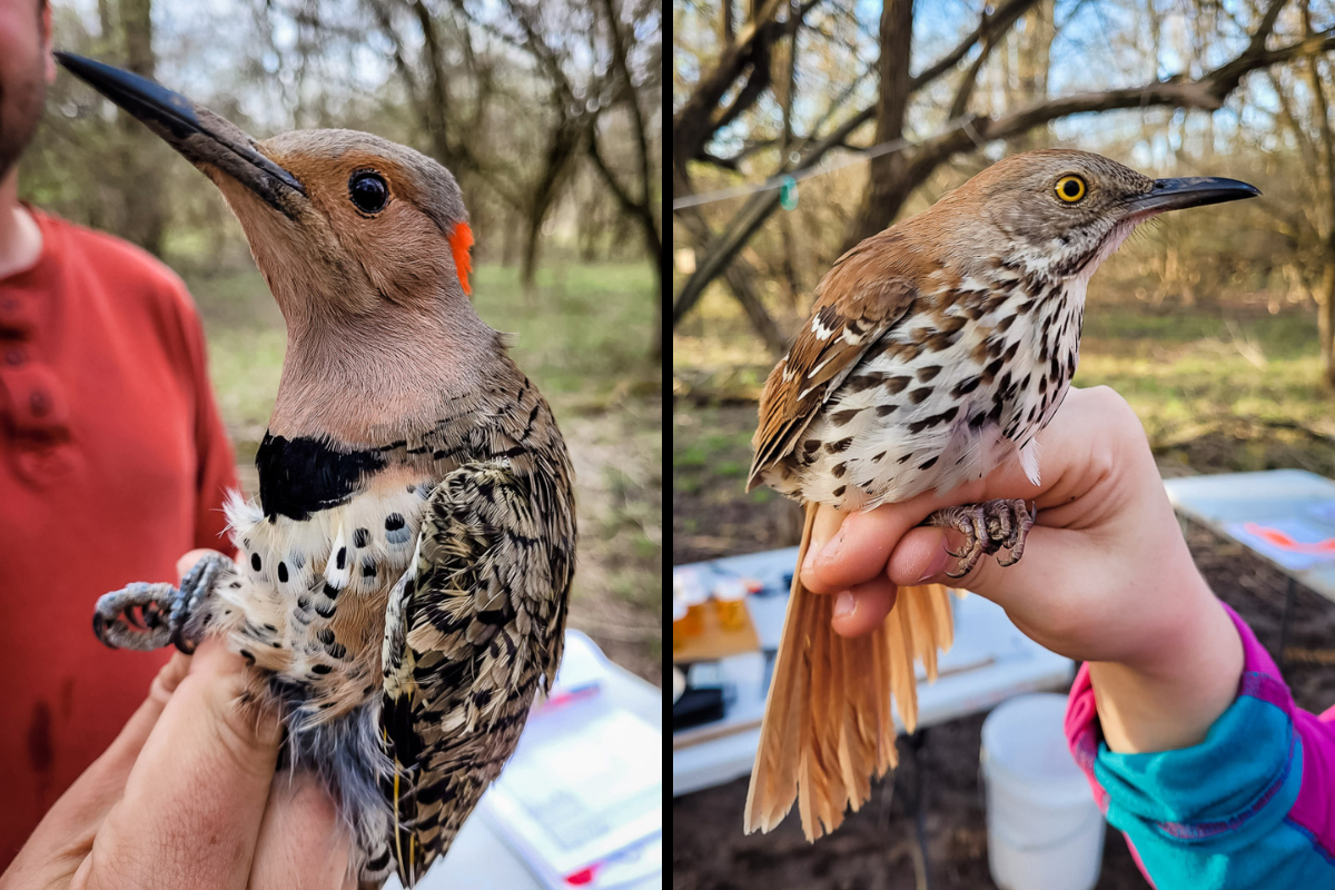 northern flicker and brown thrasher