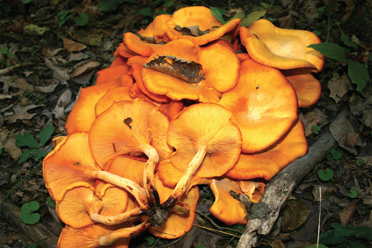 Orange Mushrooms