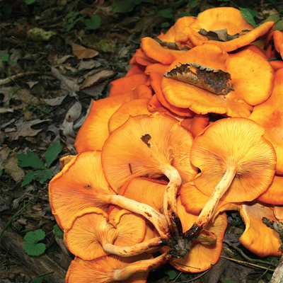 Jack-O-Lantern mushrooms. Photo by Darrell Cox, University of Illinois.