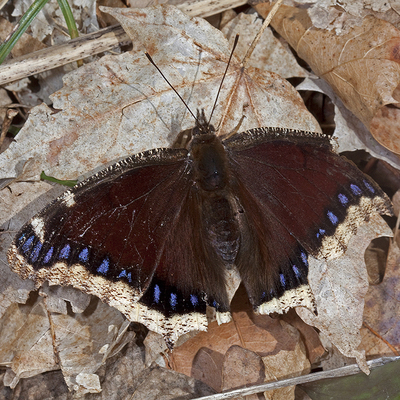 Overwintered mourning cloak. Photo by Michael Jeffords and Susan Post.