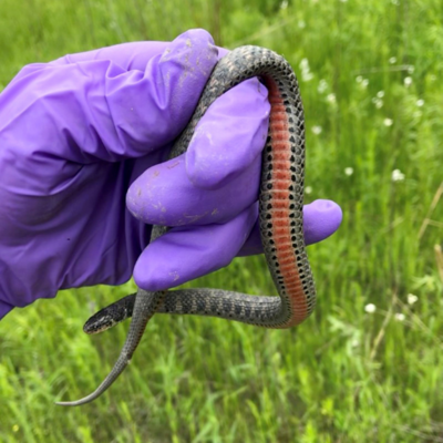 a Kirtlands snake rests atop an artificial cover object