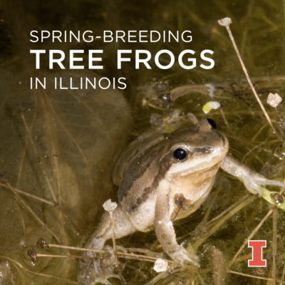 Spring breeding tree frogs
