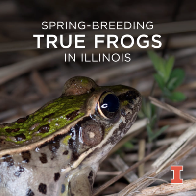 Spring breeding true frogs