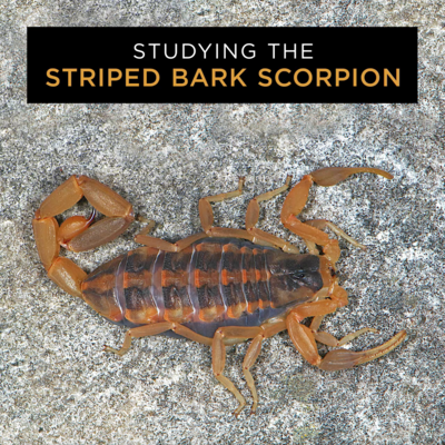 Studying the striped bark scorpion