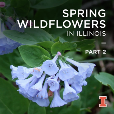 Spring woodland wildflowers in Illinois: part 2
