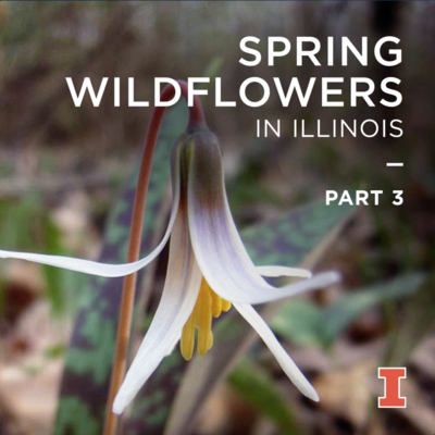 Spring woodland wildflowers in Illinois: part 3