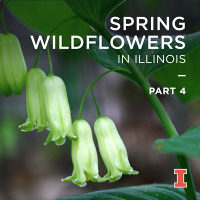 Spring woodland wildflowers in Illinois: part 4