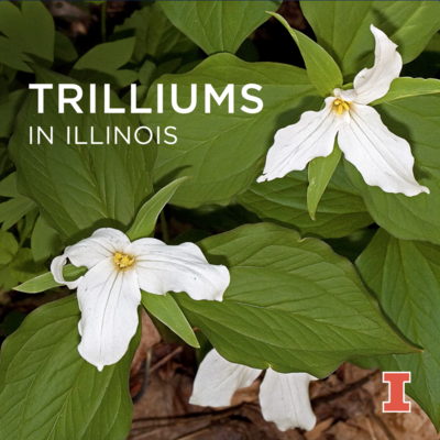 Trilliums in Illinois