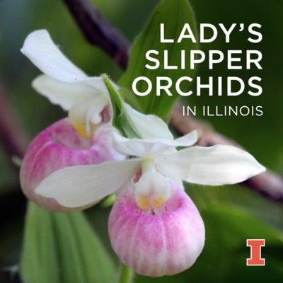 Lady's slipper orchids in Illinois