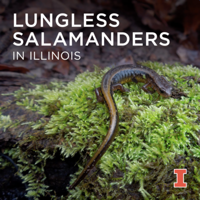 Lungless salamanders in Illinois