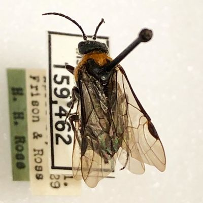 Dolerus illini