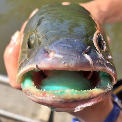 Bowfin mouth