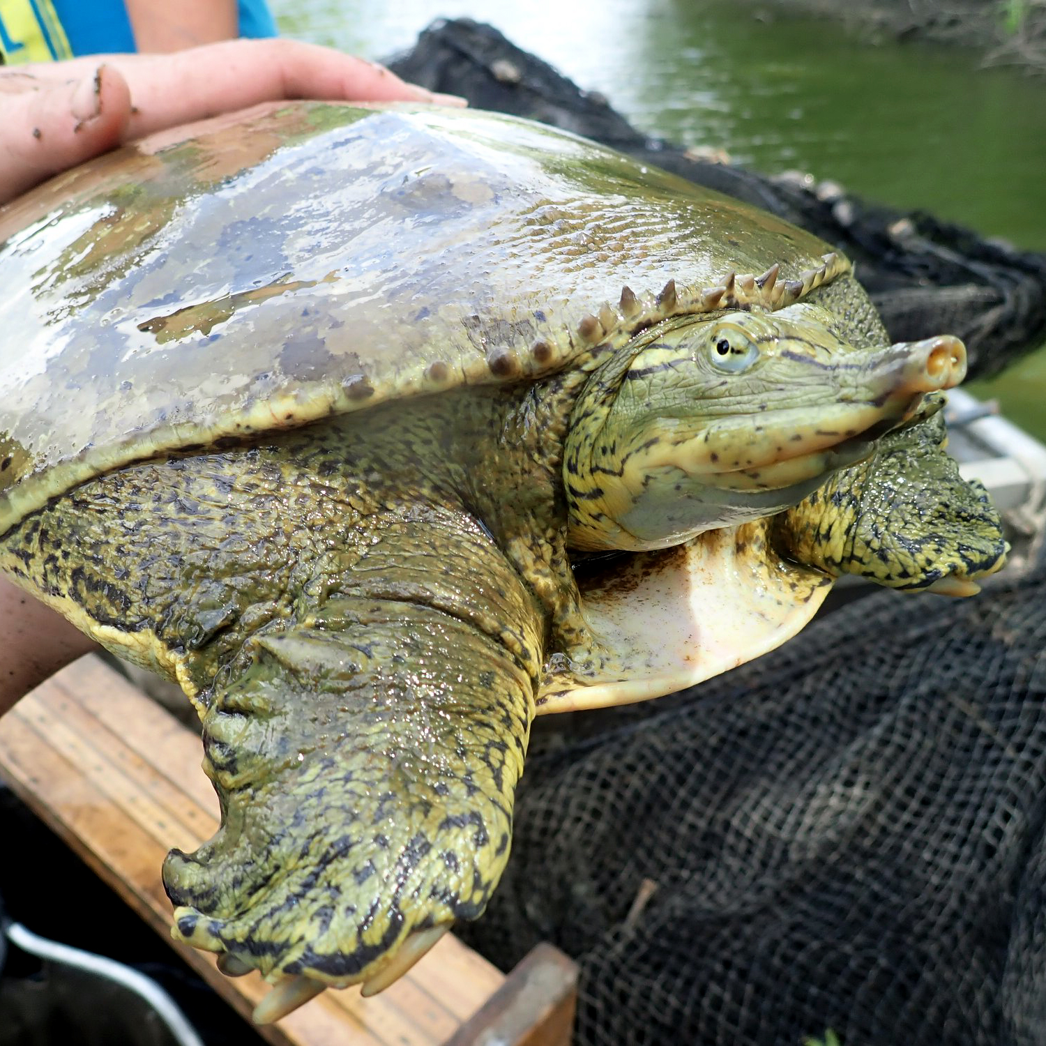 Smooth Softshell  State of Tennessee, Wildlife Resources Agency