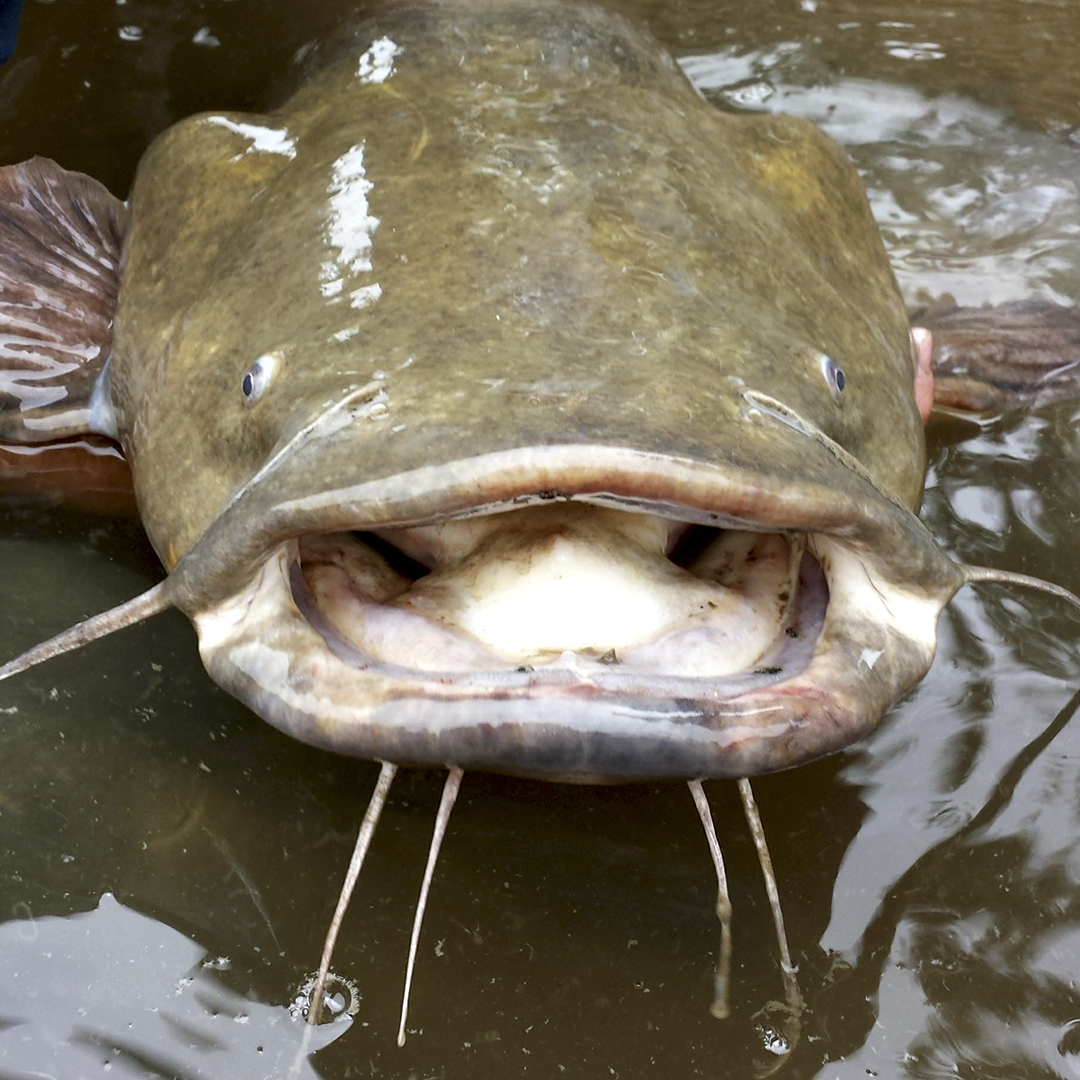 Huge flathead catfish in Cumberland River caught by Clarksville man