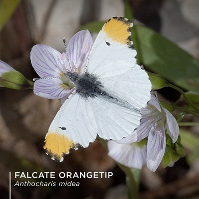 falcate orangetip butterfly