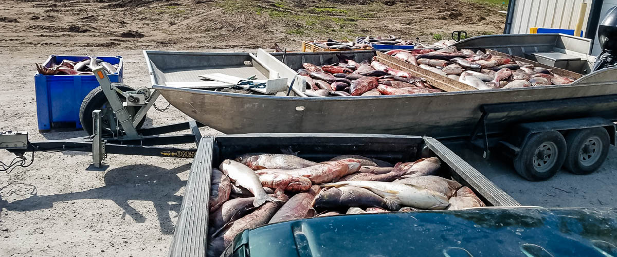large pile of asian carp