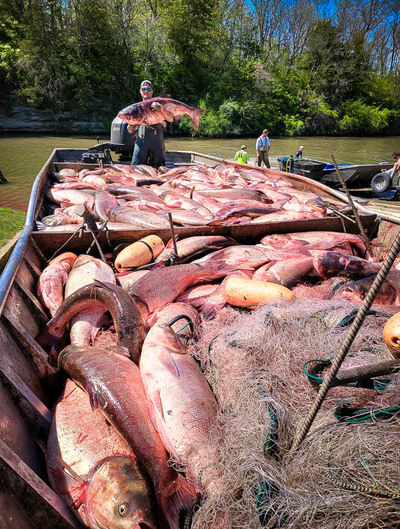 Large pile of asian carp