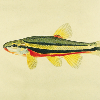 painting of a Southern Redbelly Dace (Phoxinus erythrogaster) by Lydia Moore Hart