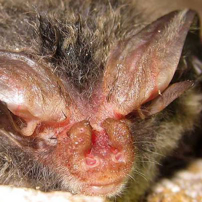 close-up of Rafinesque's big-eared bat