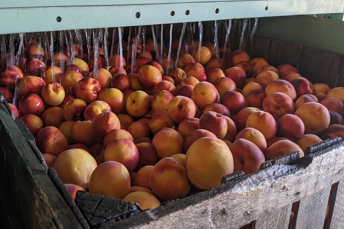 Peaches being washed in a crate