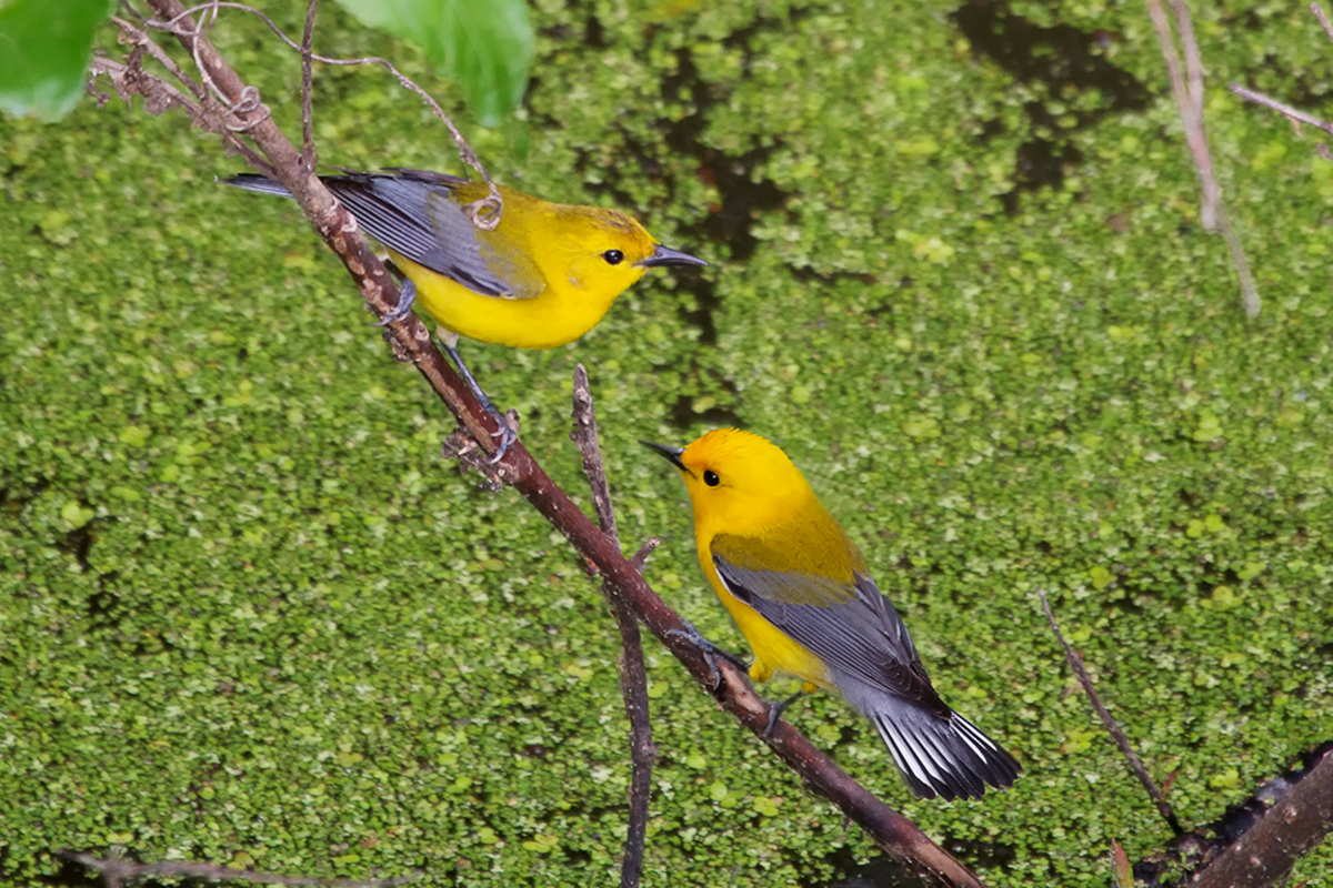 two yellow prothonotary warblers perched on a branch