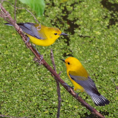 two yellow prothonotary warblers perched on a branch