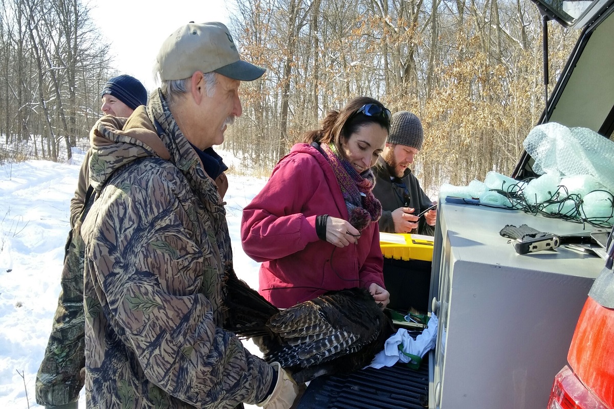 Tagging a turkey with a GPS monitor