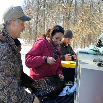 Tagging a turkey with a GPS monitor