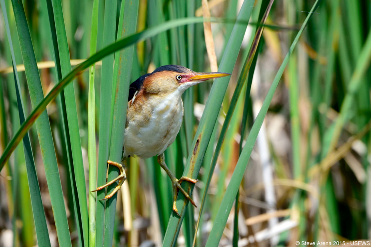 Least bittern perched on a plant.