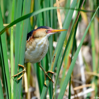 Least bittern perched on a plant.