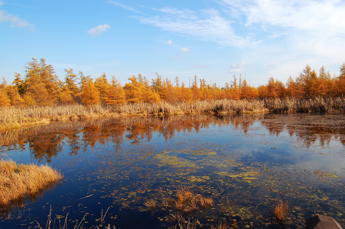 Leaves turn at Volo Bog Nature Preserve in the fall. Photo credit: Bill Batalden