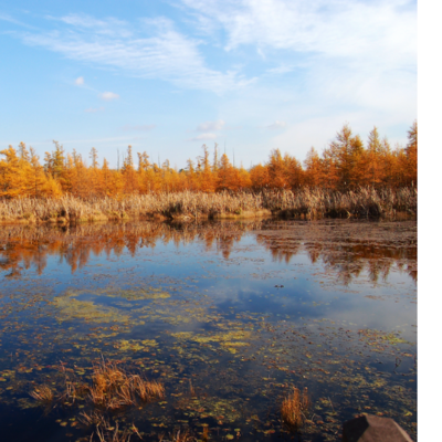 Leaves turn at Volo Bog Nature Preserve in the fall. Photo credit: Bill Batalden